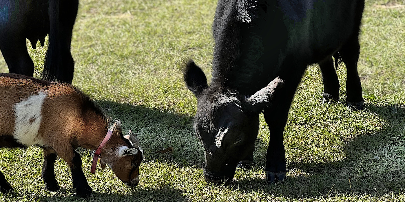 cow and calf grazing