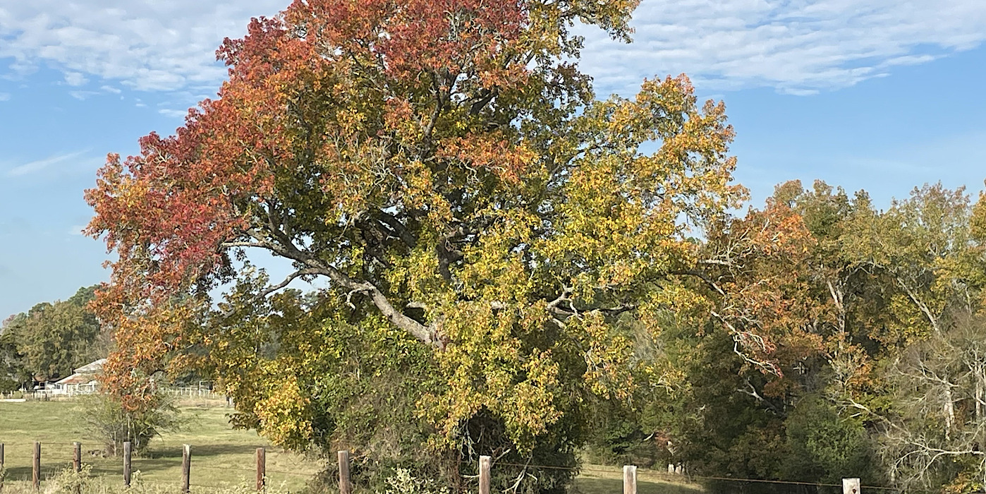 tree turning colors in the fall