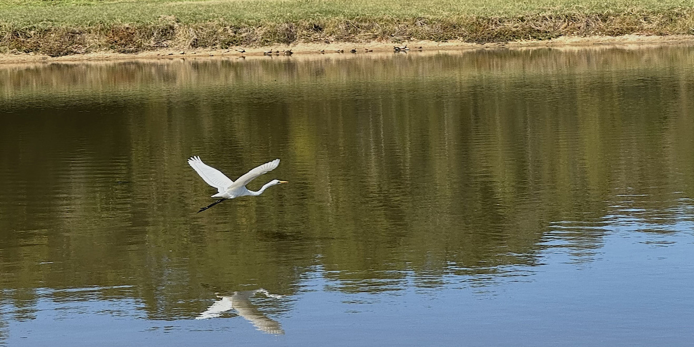 heron flying over the pond