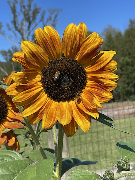 sunflower with a bee on it