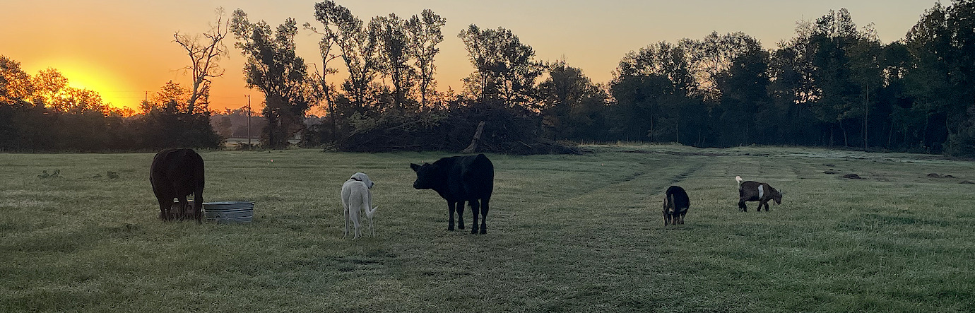 Animals grazing on the field at sunset